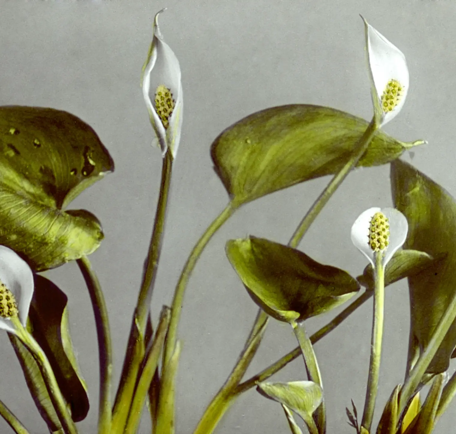 Flowering plants in a garden