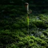 Halloween Pitcher Plant Garden Stake, Hand-Painted Metal Carnivorous Flower Yard Art for Outdoor Lawn and Pathway Decor