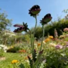 3-Headed Metal Venus Flytrap Garden Stake, Rust Finish Halloween Carnivorous Plant Yard Art for Outdoor Lawn Decor
